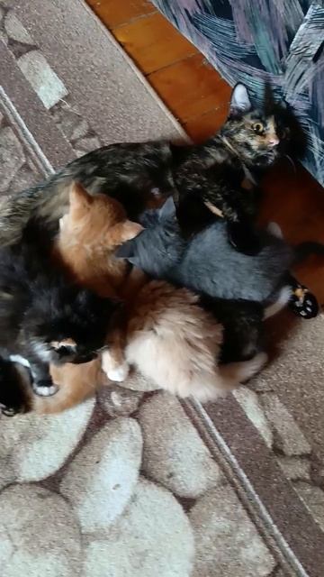 Прибавление в семействе