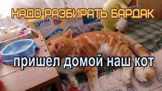  923 надо разбирать бардак  пришел домой наш кот