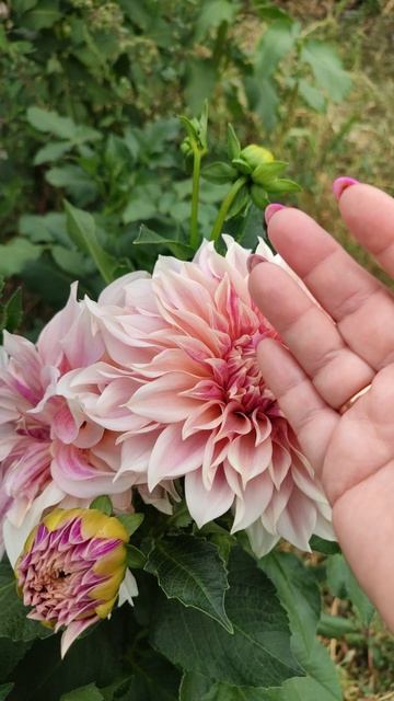 Георгина - украшение сада!