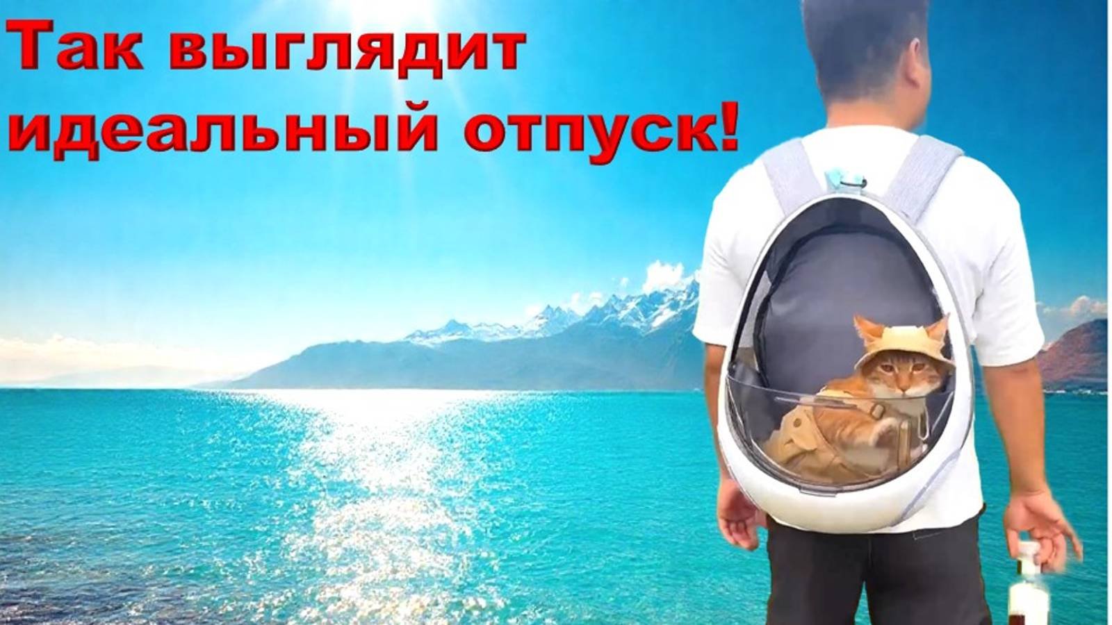 Вы только посмотрите как отдыхают котики! 🐱🐱🐱 Потрясающий отпуск у пушистиков! Я им завидую!