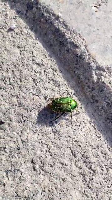 «Золотистая бронзовка в самом центре Санкт-Петербурга». #жук #Санкт-петербург #золотистая