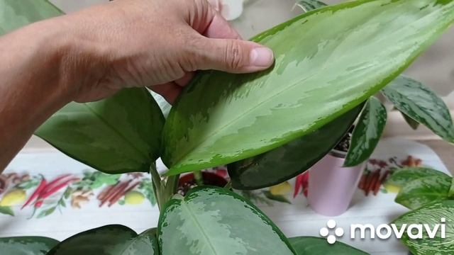 Комнатные цветы. Аглаонемы и дифенбахии.