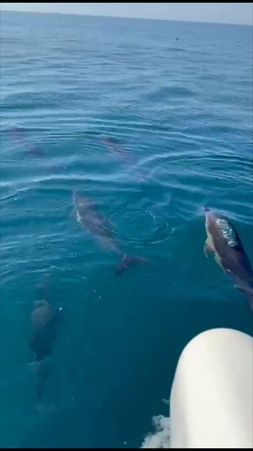 Морская рыбалка в Кудепсте на 3 часа с приготовлением улова на борту судна 🌊🐟🐬🐠💯🔥👍🤩