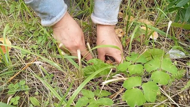 Рыжики на участке