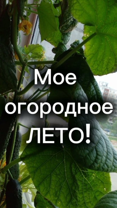Огород на подоконнике!  Можно ли вырастить томаты и огурцы дома?