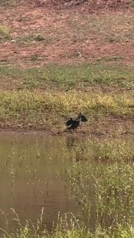 Бакланы гениальны