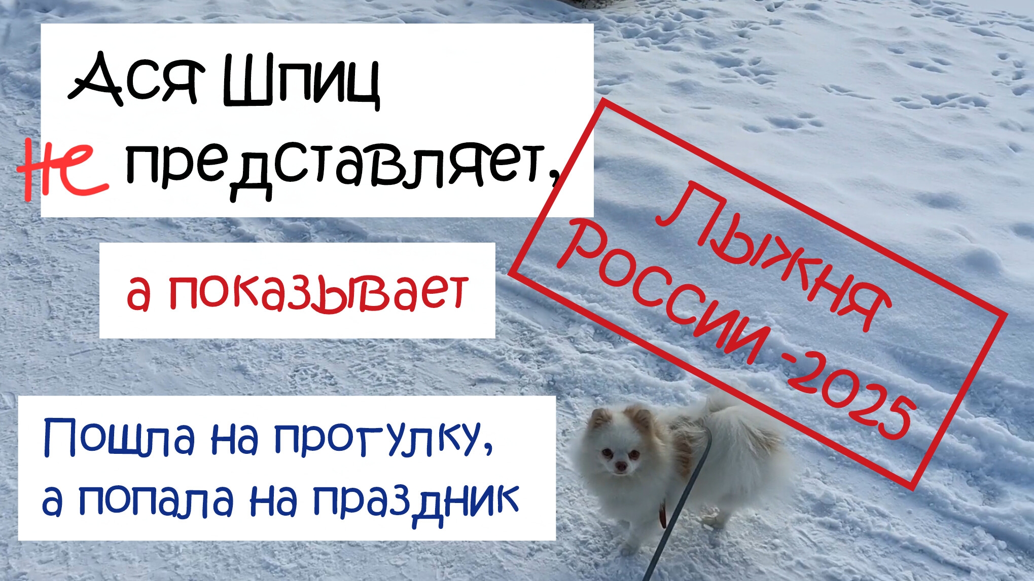 Пошли на прогулку с собакой а попали на Лыжню России