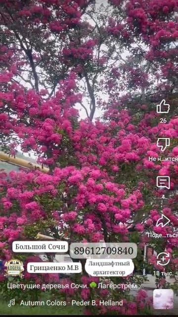 Купить Лангенстремию Где?Цветущие деревья🌸🥰🏝️