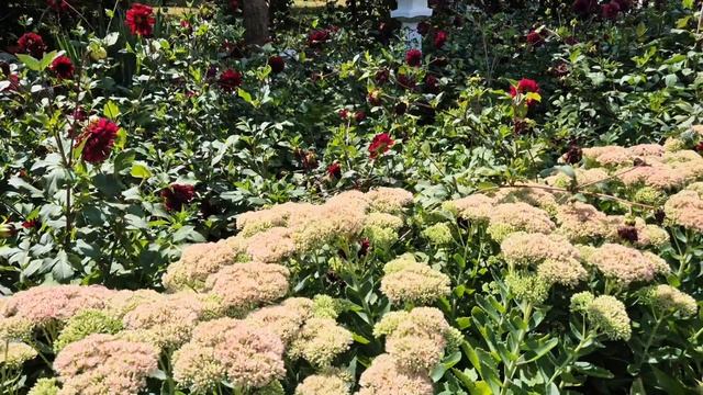 Привет уходящего лета. Клумбы в парке Ессентуков.