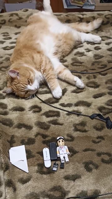 Лежим-отдыхаем. #котики