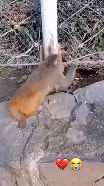 занюхал