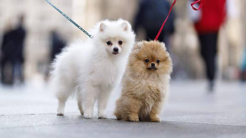 Россияне стали чаще платить за «друзей на час» и «тест-драйв» собаки