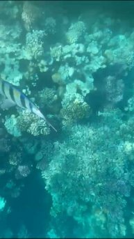 красное море