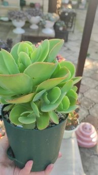 Было/стало Эхеверия Паллида, изменения меньше чем за 1,5 года