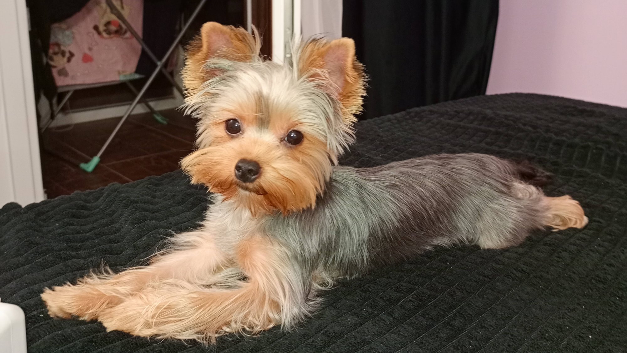 Мама купи пёсика 🐶 Мой песик.