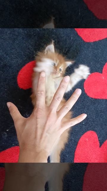 Милашка 🥰 Мейн Кун
