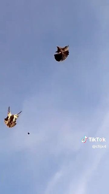 1000008984.mp4