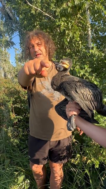 Баклан: тот, кого ненавидят рыбаки, но обожают орнитологи (и модные критики) 🕶️🐦