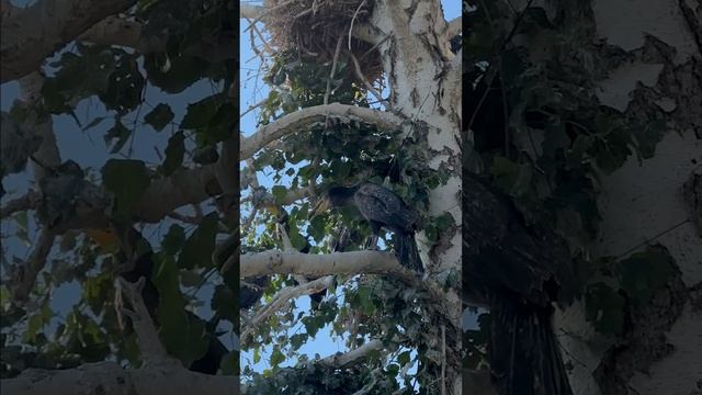 Цапли и бакланы