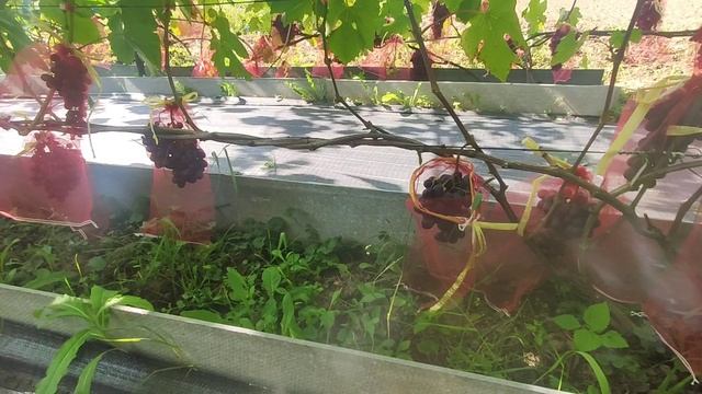 Виноград в Калужской обл. Подарок Несвятая. 30.08.25.mp4