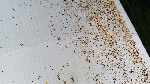 3.09.25. Два дня после второй обработки пчел дымом, результат отличный!!!