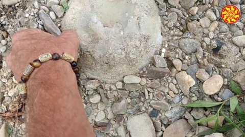 Фрагмент окаменелости дерева и что-то непонятное 🔥🔥🔥