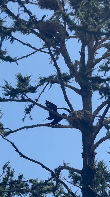 История птичьего заговора 🕊️❤️🐦⬛
