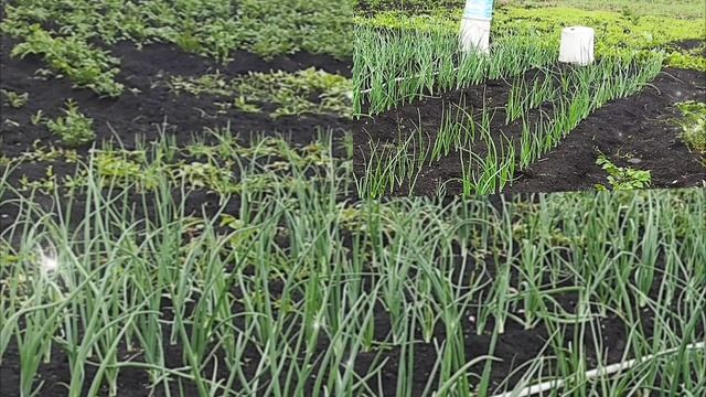 Картошка я, поздняя, ранняя.  И в щах и с грибами желанная...