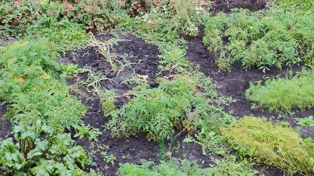 На огороде в деревне после дождя