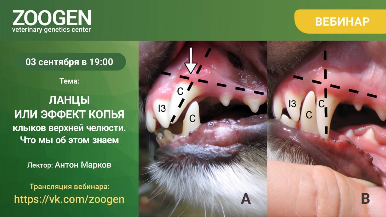 ЛАНЦЫ ИЛИ ЭФФЕКТ КОПЬЯ КЛЫКОВ ВЕРХНЕЙ ЧЕЛЮСТИ