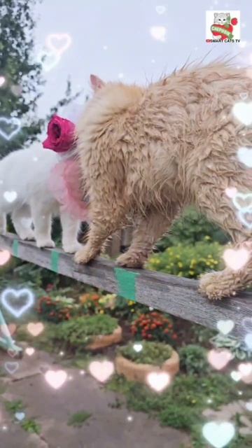 Сами Небеса благословляют влюблённых Пикселюшу с Настюней 😇🌞🌈😻💍💖💍😻