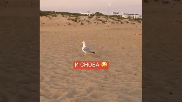 И СНОВА... #популярное #прикол #птица #осень #сентябр #юмор