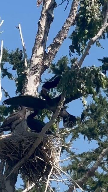 «Завтрак бакланский»