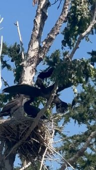 «Завтрак бакланский»