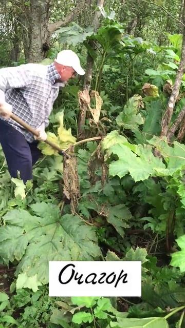 Секретный борщевико-уборочный  комбайн, экспериментальная импортозамещающая разработка