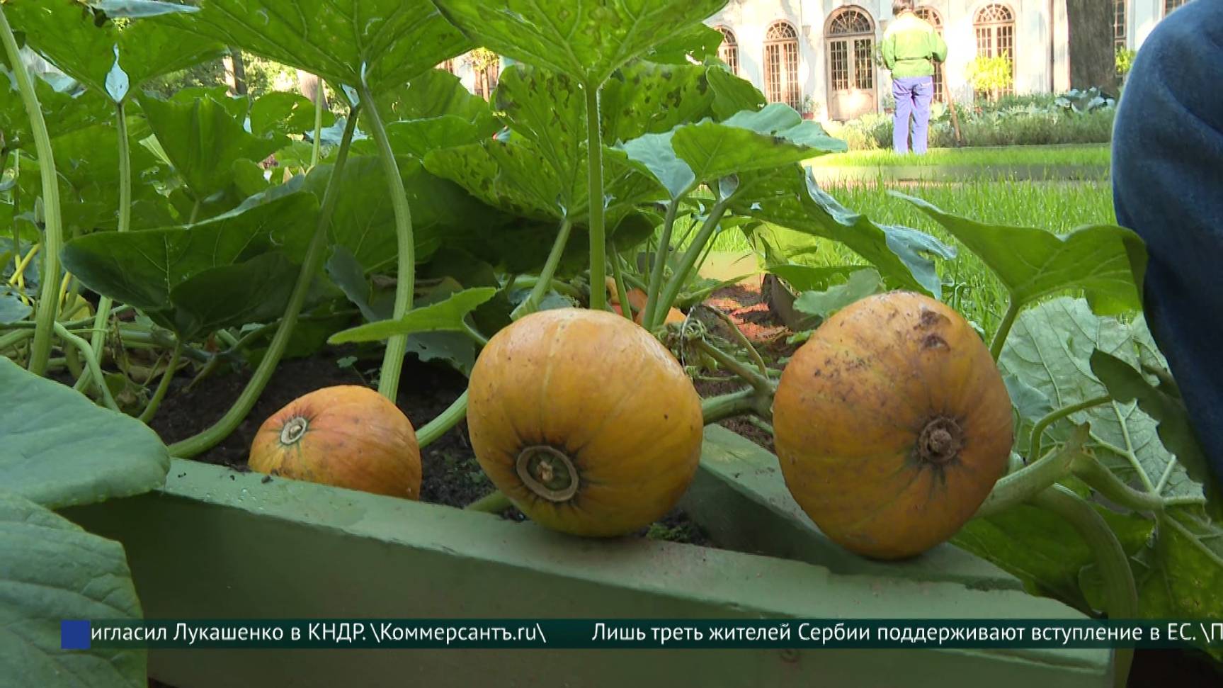 Тыква, картофель и пряные травы. В Летнем саду собирают урожай