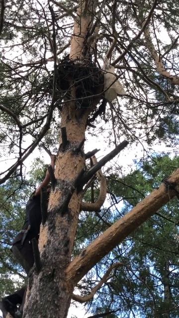 Братское водохранилище - где бакланы и цапли построили свой «птичий мегаполис» 🏙️🐦