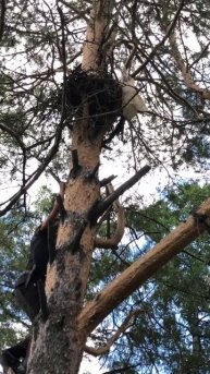 Братское водохранилище - где бакланы и цапли построили свой «птичий мегаполис» 🏙️🐦