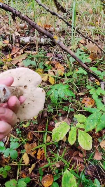 Лес нас радует грибочками #погрибыпоягоды #погрибы #погрибывыходные #мои_любимые_грибники