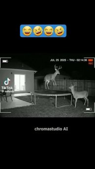 Пришли попрыгать 🦌🦌