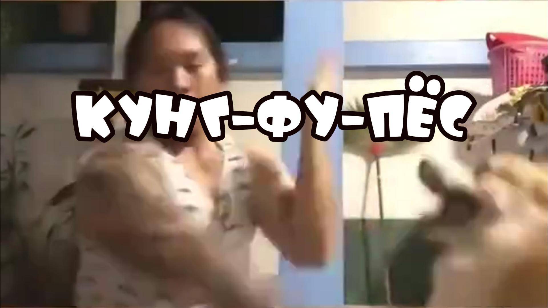 Кунг-Фу-Пес #забавныеживотные
