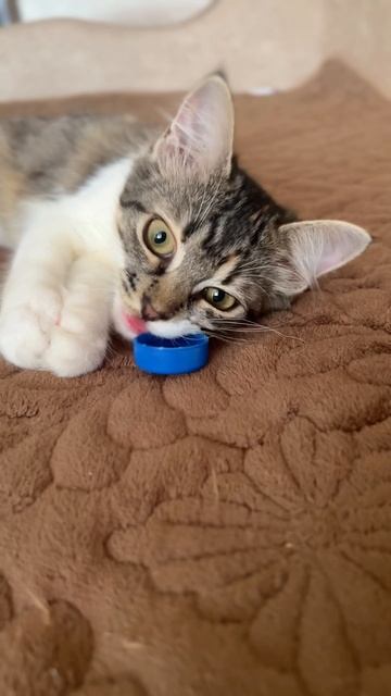 #кошечка