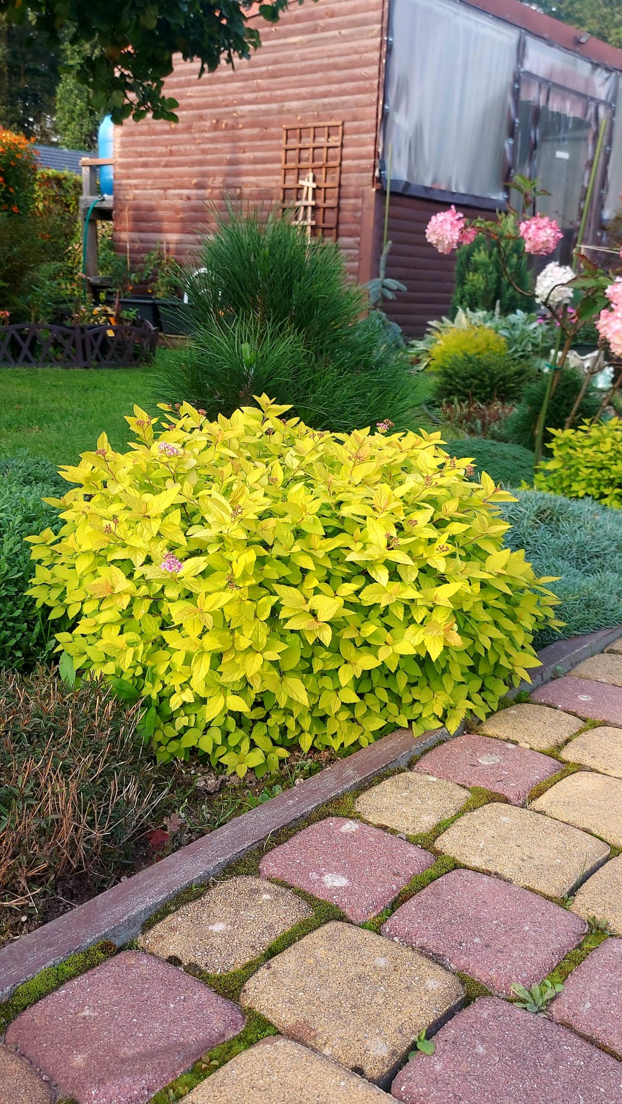 Спирея японская Голден Принцесс-яркая красотка🌞👌