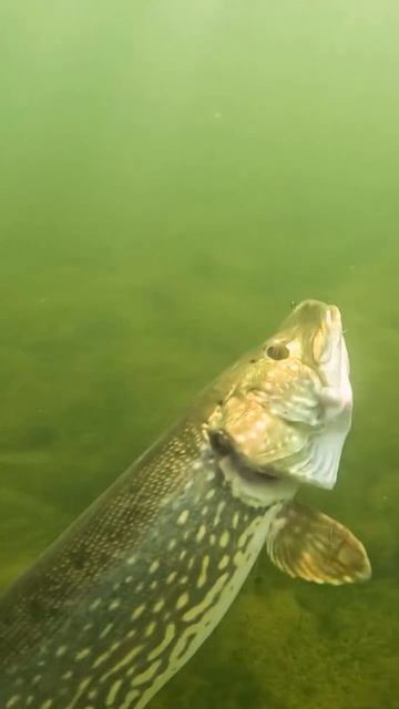 Щука Атакует 😱