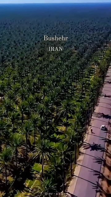 Крупнейшая в мире пальмовая роща. Это — Бушехр, юг Ирана.