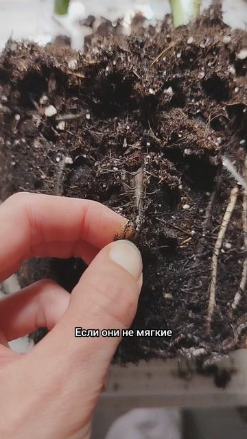 Как выглядят гнилые и здоровые корни банана?