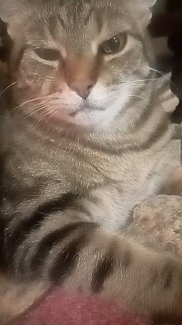 стихи ру читает автор  Светлана  Перлис-Захарова