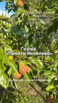 ТОП-3 груши для Севера: Лада · Чижовская · Памяти Яковлева — урожай даже в Арктике!