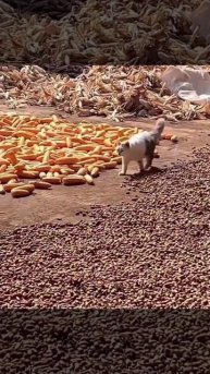 Кот-охранник на страже урожая стал героем эпичного видео и мемом дня.