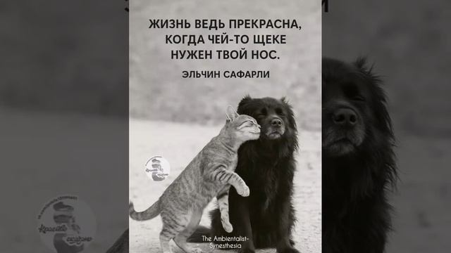 The Ambientalist-Synesthesia